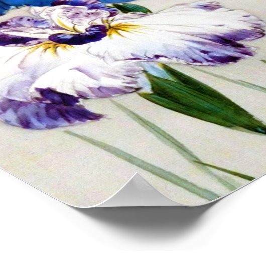 渡辺聖亭、アイリス ポスター (角)