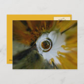 渦巻き状の蜂 ポストカード (正面/裏面)