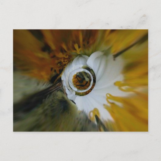 渦巻き状の蜂 ポストカード (正面)