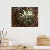 渦巻体 ポスター (キッチン)