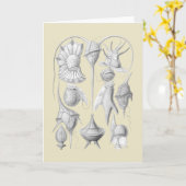 渦鞭毛藻 カード (黄色い花)