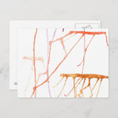 温かいゼリー魚 ポストカード (正面/裏面)