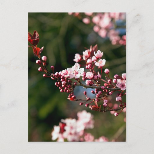温かい夏の光に映えるピンクの花 ポストカード (正面)