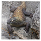 温かい岩の上のコモドドラゴン タイル (正面)