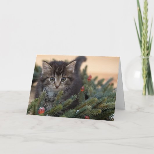 温かい猫のクリスマスグリーティングカード シーズンカード (正面)