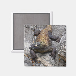 温かい石の上のコモドドラゴン マグネット