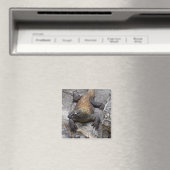 温かい石の上のコモドドラゴン マグネット (インサイチュ (食洗機))