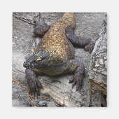 温かい石の上のコモドドラゴン マグネット (正面)