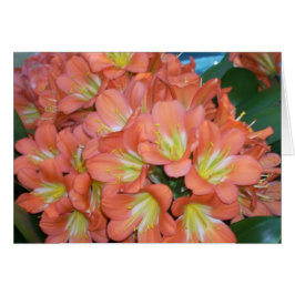 温室によっては1つが開花します