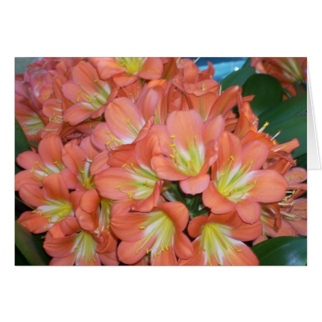 温室によっては1つが開花します (正面横)