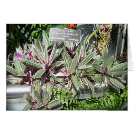 温室によっては11が開花します