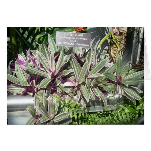 温室によっては11が開花します (正面横)