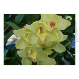 温室によっては4つが開花します