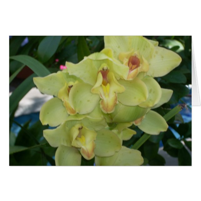 温室によっては4つが開花します (正面横)