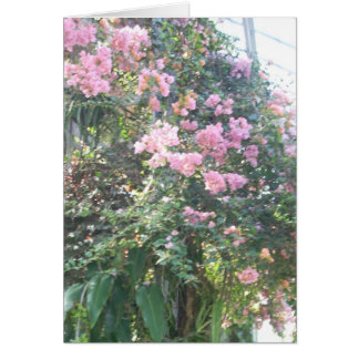 温室によっては8つが開花します