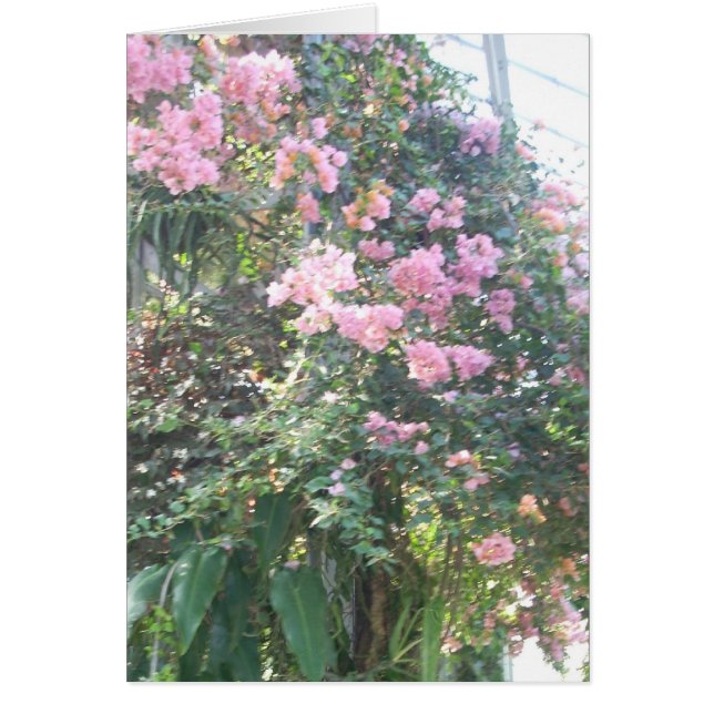 温室によっては8つが開花します (正面)