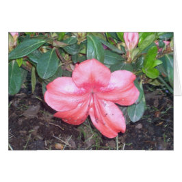 温室によっては9つが開花します