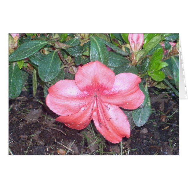 温室によっては9つが開花します (正面横)