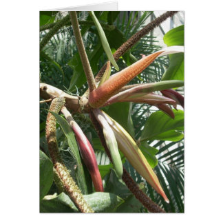 温室によっては9つが開花します