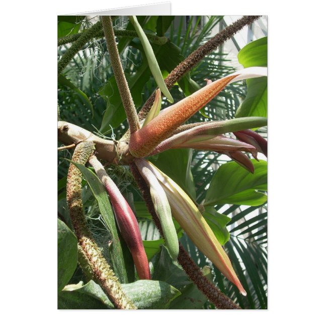 温室によっては9つが開花します (正面)