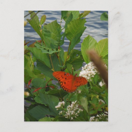 湖でオレンジと黒の蝶 ポストカード (正面)