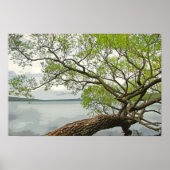 湖で柳 ポスター (正面)