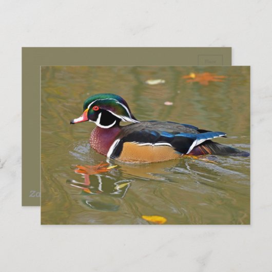 湖で泳ぐ鴨。美しい木鴨の贈り物 ポストカード (正面/裏面)