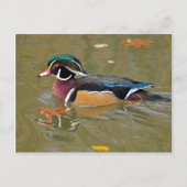 湖で泳ぐ鴨。美しい木鴨の贈り物 ポストカード (正面)
