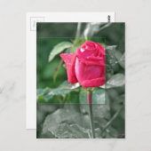 湖による花-赤いバラの芽 ポストカード (正面/裏面)