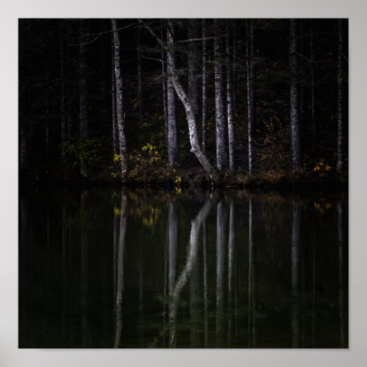 湖に反射する白い木 ポスター (正面)