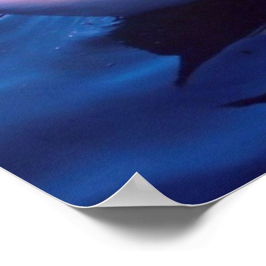 湖に浮かぶ美しい白鳥 ポスター (角)