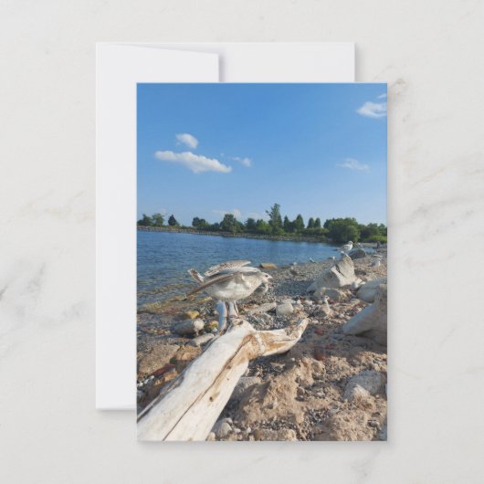 湖のそばの若いカモメ (正面)