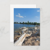 湖のそばの若いカモメ (正面/裏面)