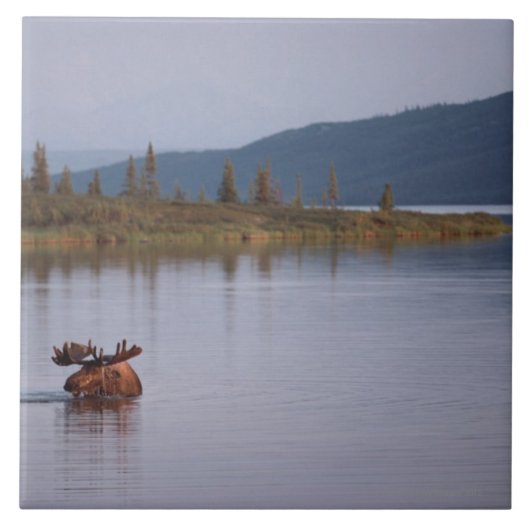 湖のアメリカヘラジカの水泳 タイル (正面)