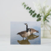 湖のカナダゲーゼ ポストカード (スタンド正面)