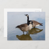 湖のカナダゲーゼ ポストカード (正面/裏面)