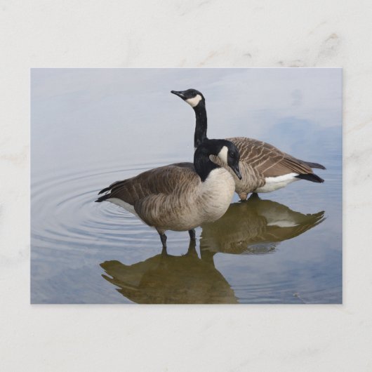 湖のカナダゲーゼ ポストカード (正面)