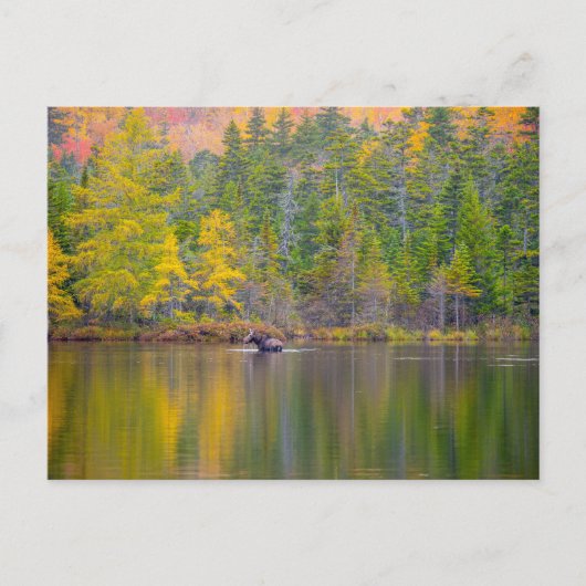 湖のムース ポストカード (正面)