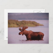 湖のムース ポストカード (正面/裏面)
