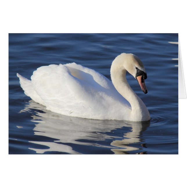 湖の上で白鳥 (正面横)
