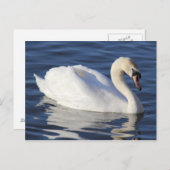 湖の上で白鳥 ポストカード (正面/裏面)