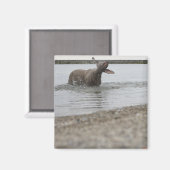 湖の中の犬が水を振り払う マグネット (正面/裏面)