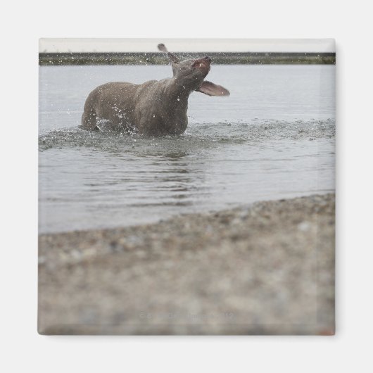 湖の中の犬が水を振り払う マグネット (正面)