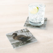 湖の暗闇に灰色のアヒル ガラスコースター (アングル)