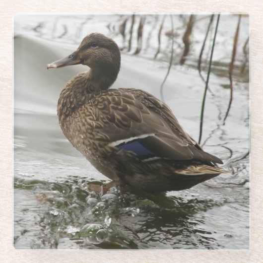 湖の暗闇に灰色のアヒル ガラスコースター (正面)