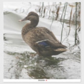 湖の暗闇に灰色のアヒル シール (シート)