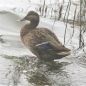 湖の暗闇に灰色のアヒル シール (正面)