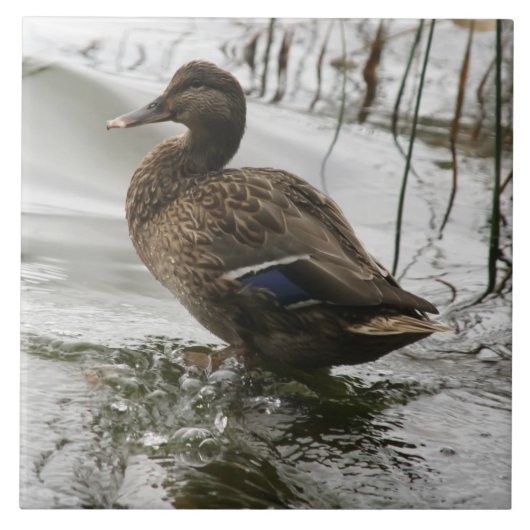 湖の暗闇に灰色のアヒル タイル (正面)