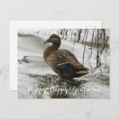 湖の暗闇に灰色のアヒル ポストカード (正面/裏面)