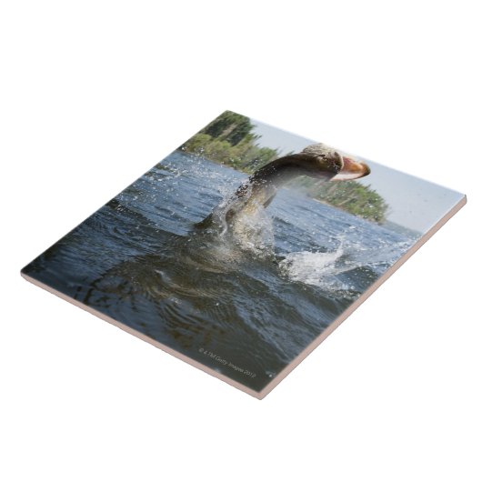 湖の水のカワカマスの素早く書き留めること タイル (側面)